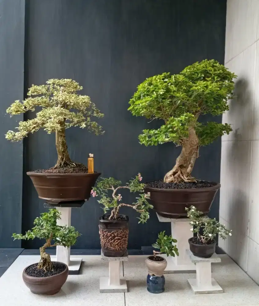 Bonsai hias cantik paketan