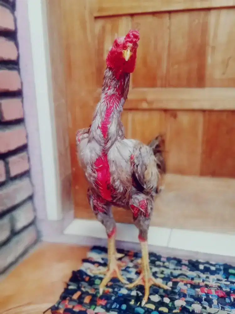 Ayam aseel  bulbi  mantap udah win ada brakotnya miurah