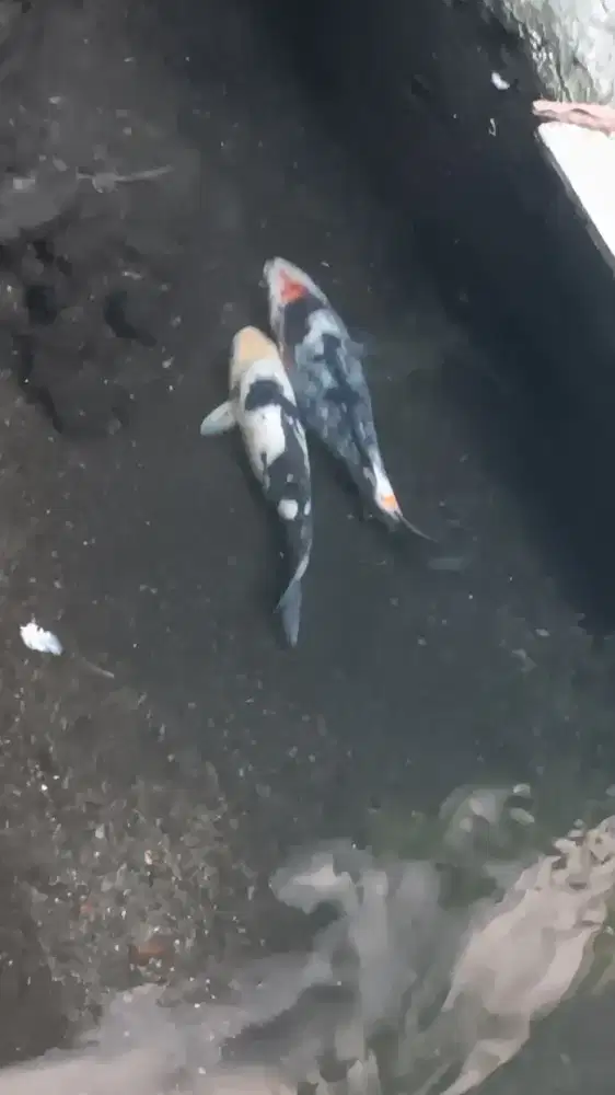 koi uk 30cm 2 ekor