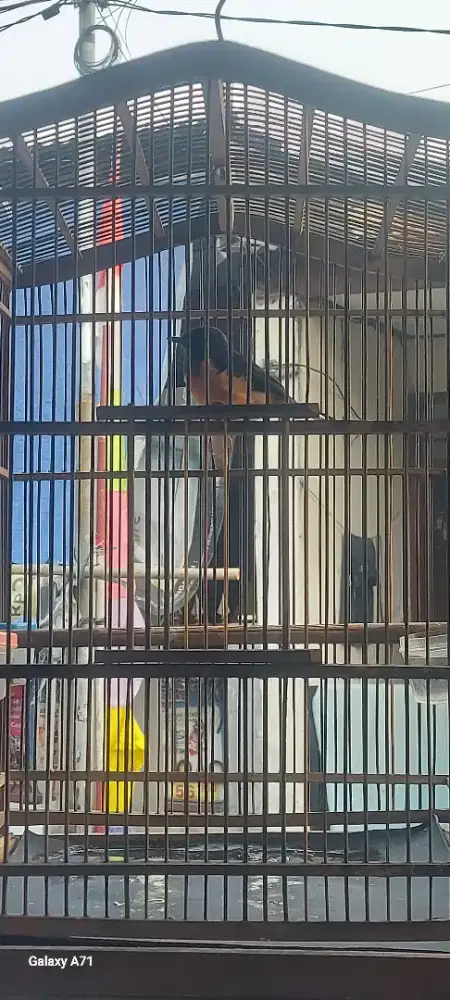 Murai Batu Medan Betina