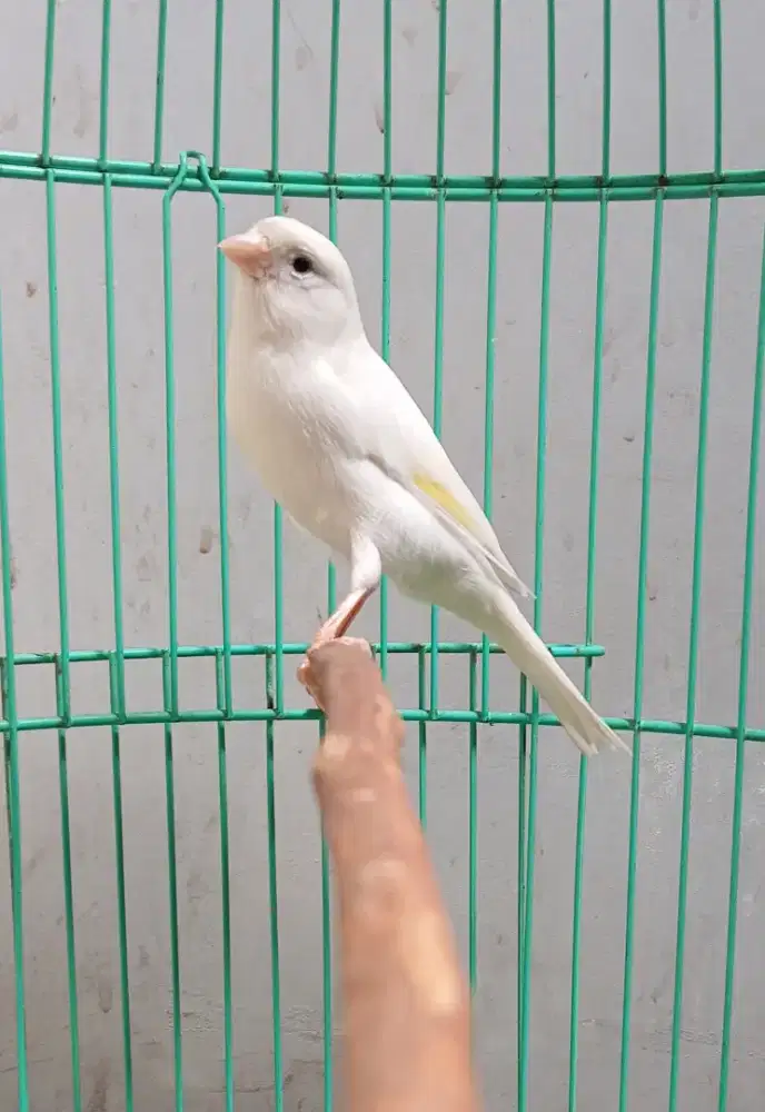 Burung Kenari gacor