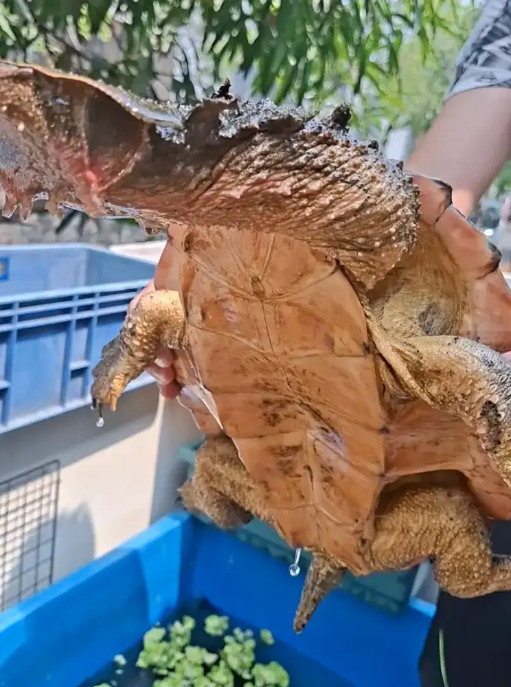 kura mata-mata size jumbo