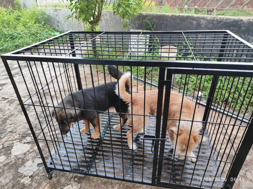 Kandang Anjing tempahan Baru