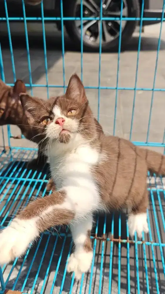 Kucing BSH british shothair