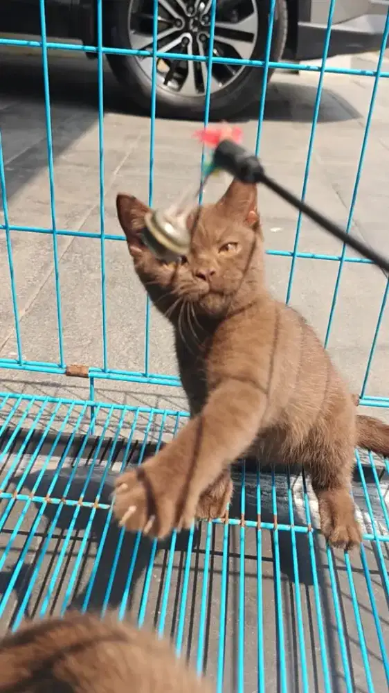 Kucing BSH british shothair