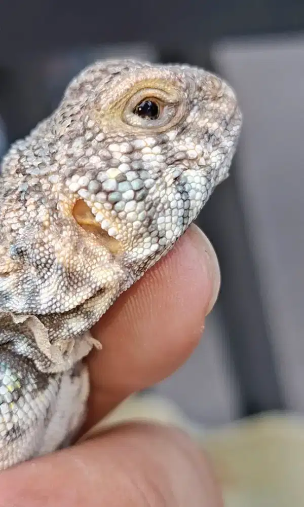 uromastyx ornate (kadal padang gurun)