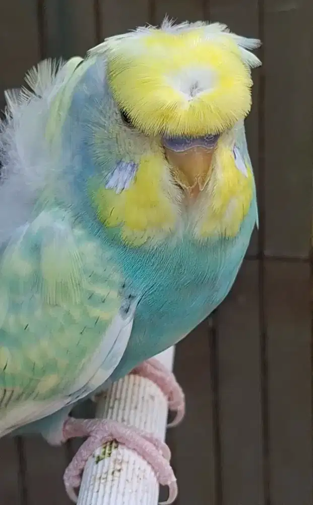 sepasang burung parkit hagoromo