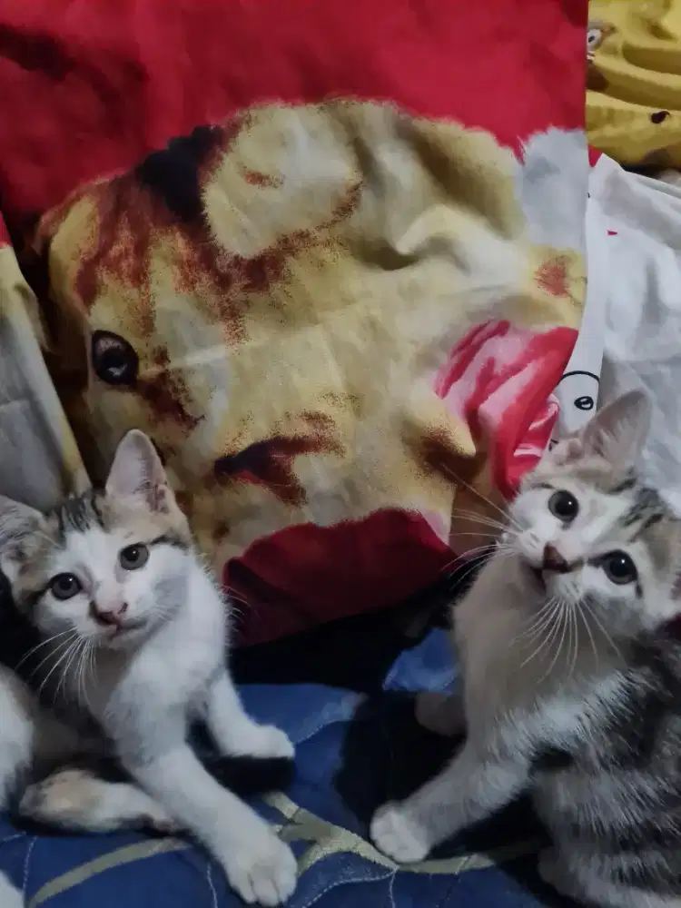 Open Adopt Anakan Kucing