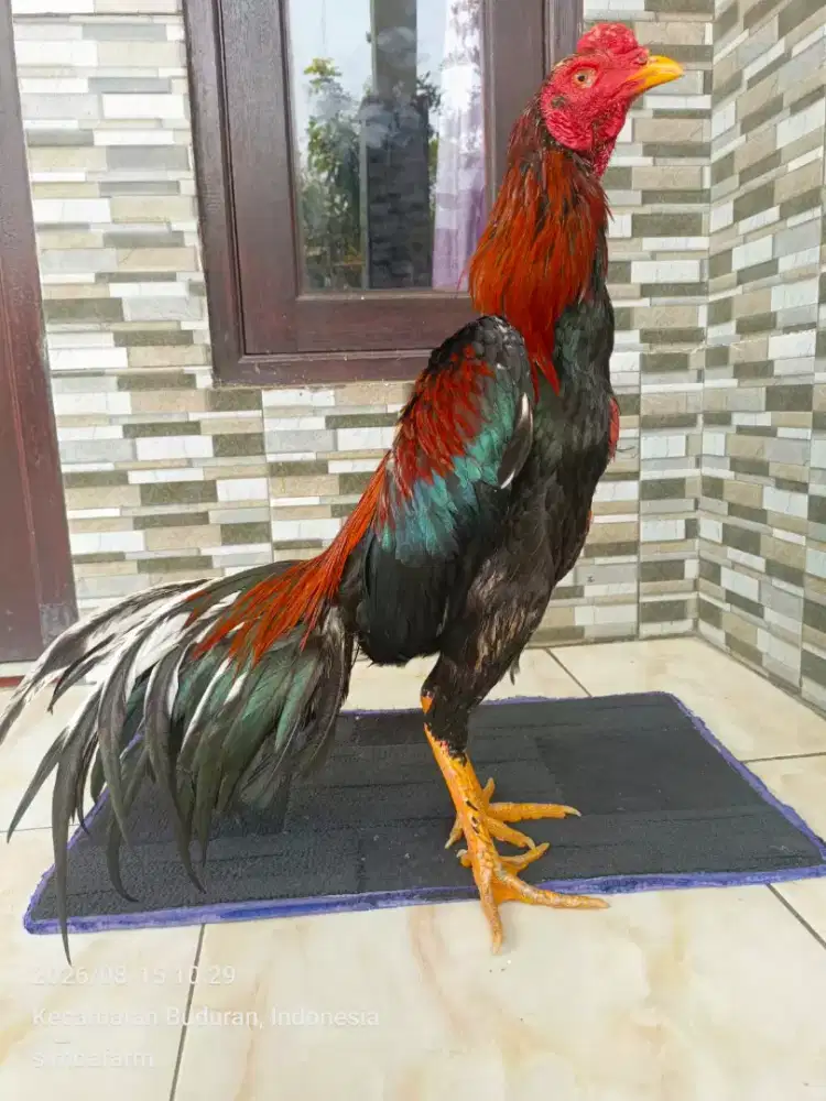 Ayam wiring galih