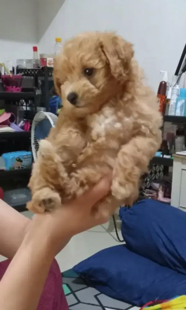 Anjing poodle ..umur 5 minggu ..jantan..cute terawat