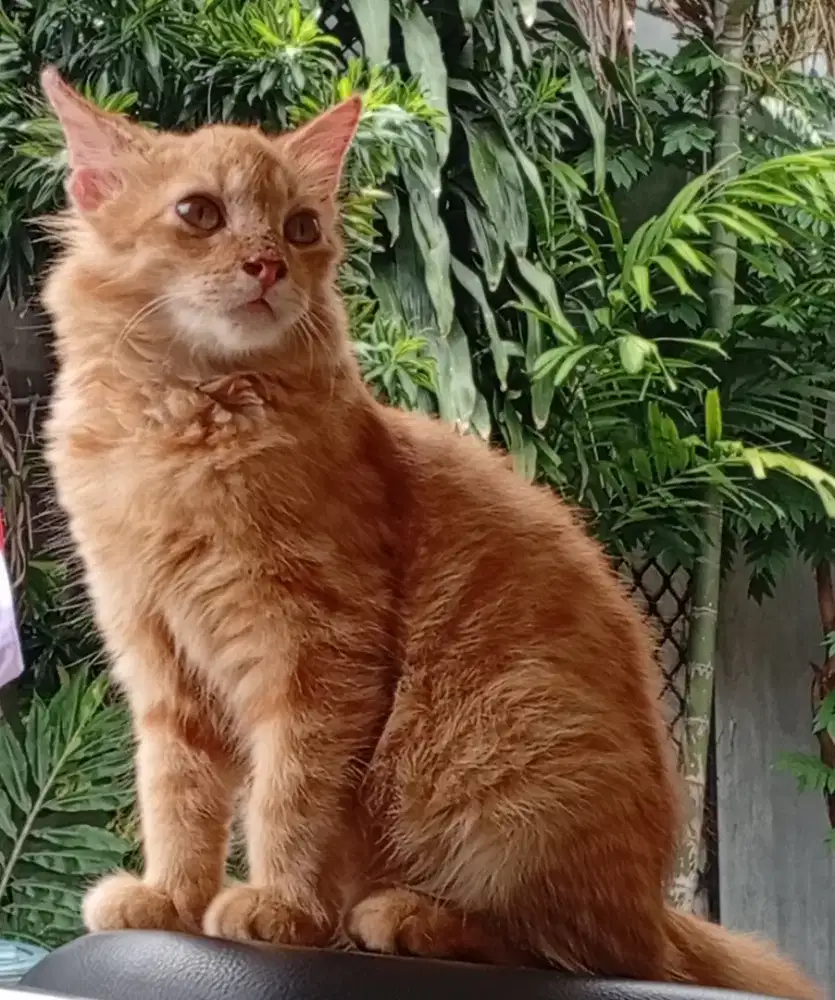 Kucing Persia..