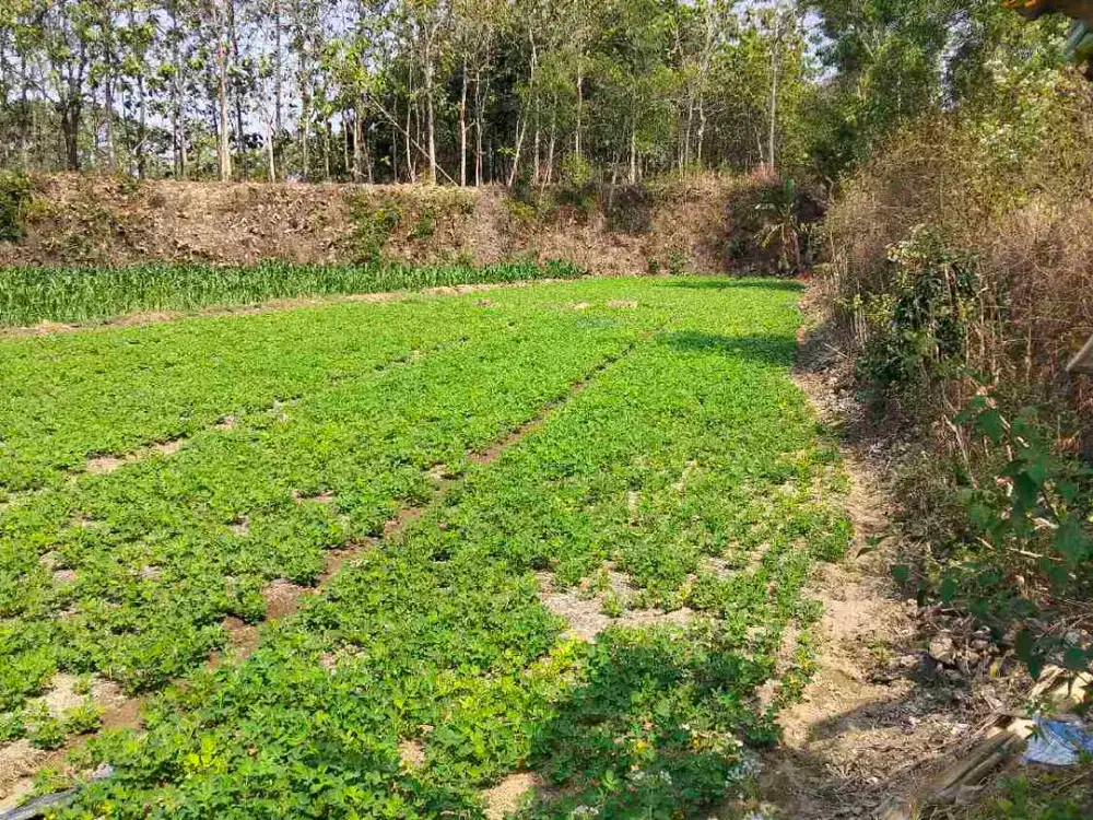 sawah ngawi