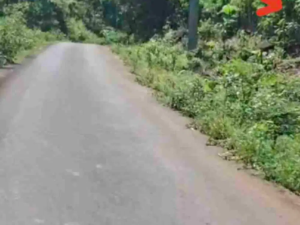 Kebun Rambutan pinggir Jalan Aspal Desa Belapunranga Dekat Bilibili
