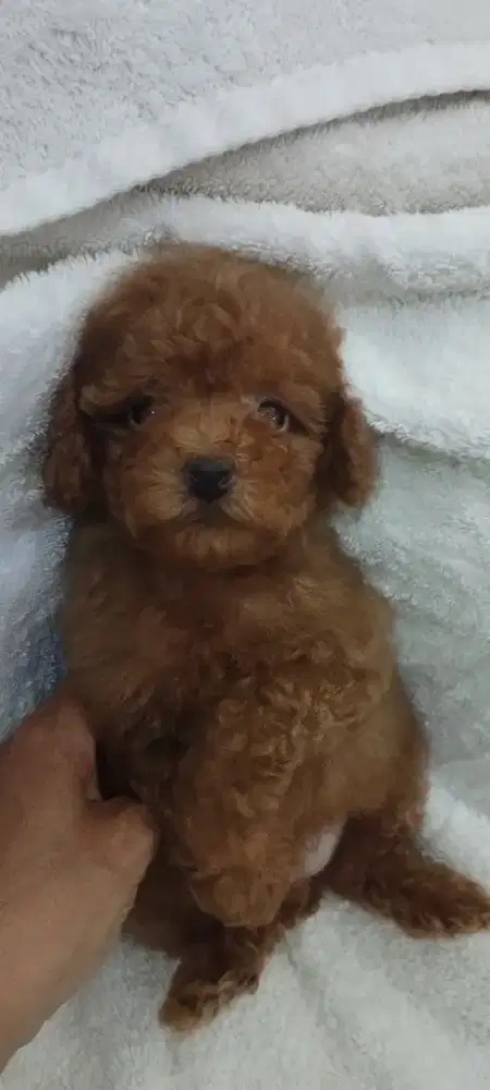 Female Red Toy Poodle