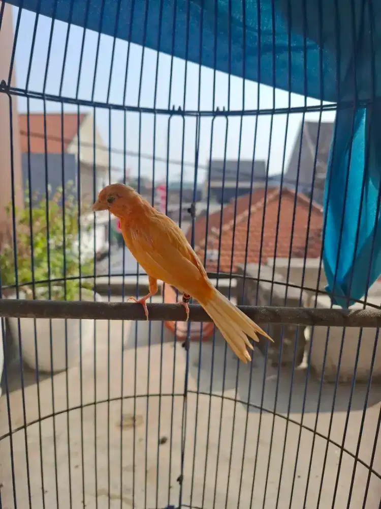 Burung kenari merlok betina