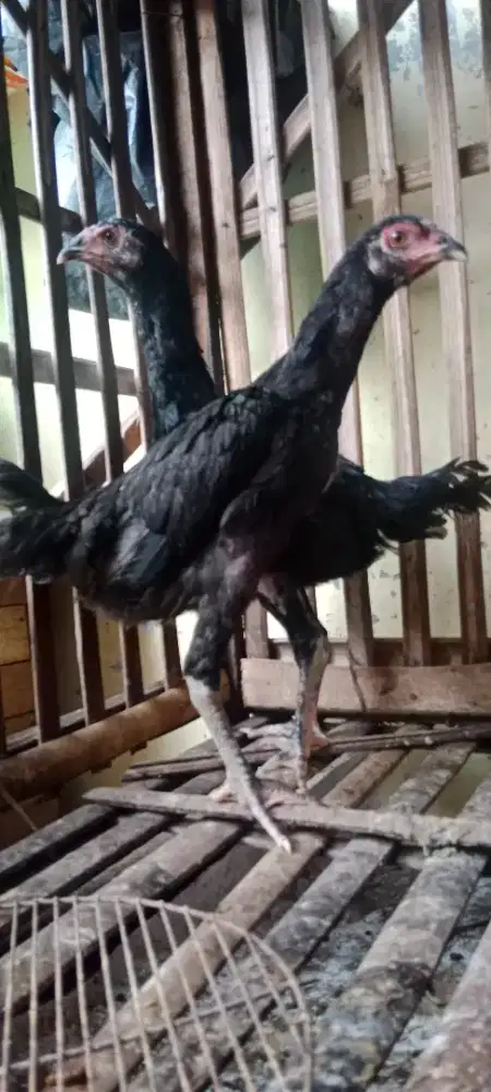 Ayam Betina Bangkok