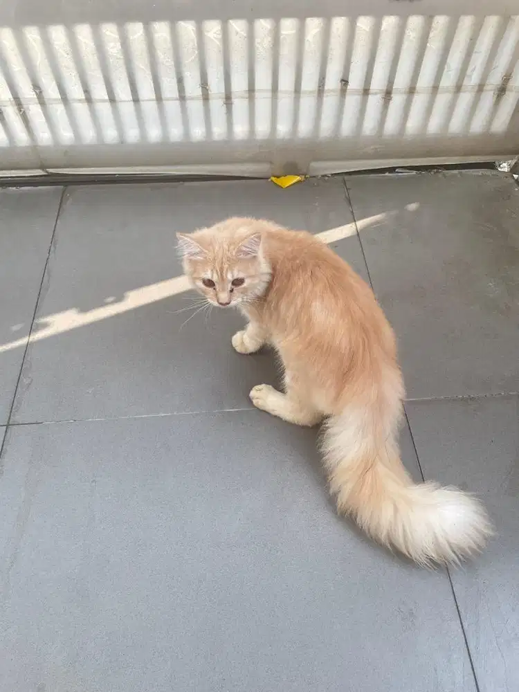 Open adop kucing