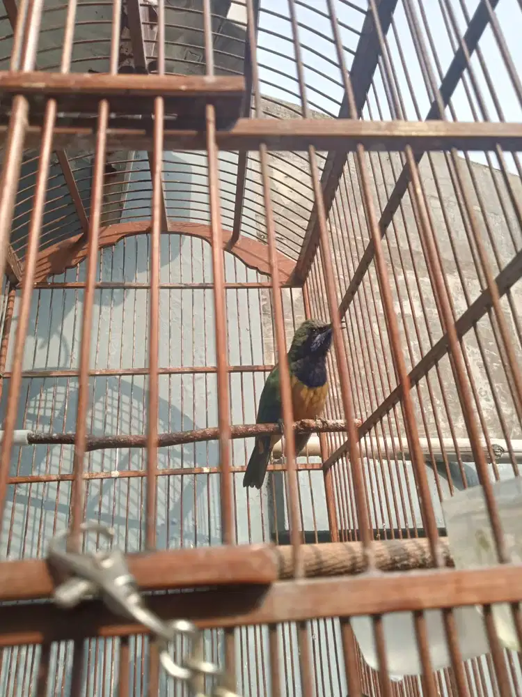 Burung Cucak Cungkok jantan kepala abu  istimewa full isian full shet