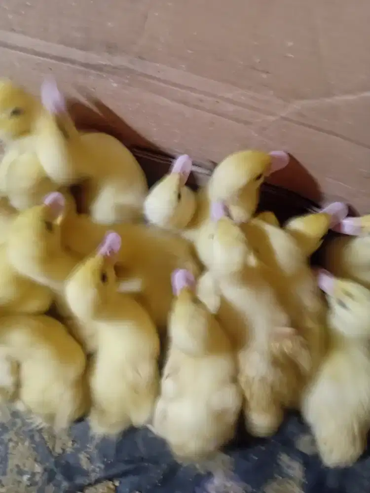 Jual anak entok jumbo umur 13 hari