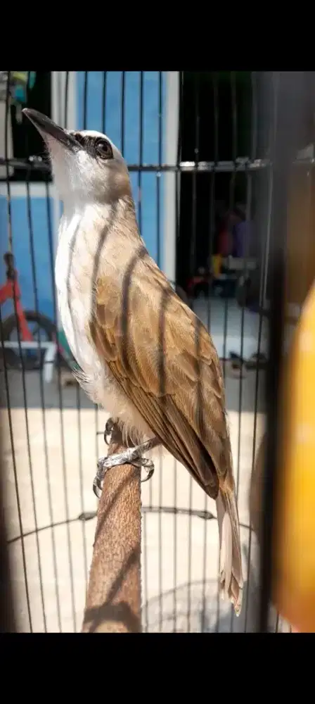 BURUNG CRUKCUK GACOR ROPEL JINAK PRESTASI