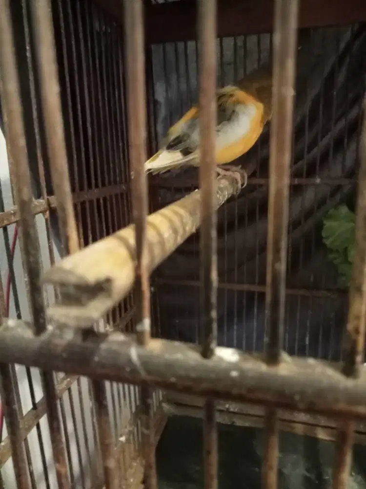 Kenari bond istimewa masteran murai