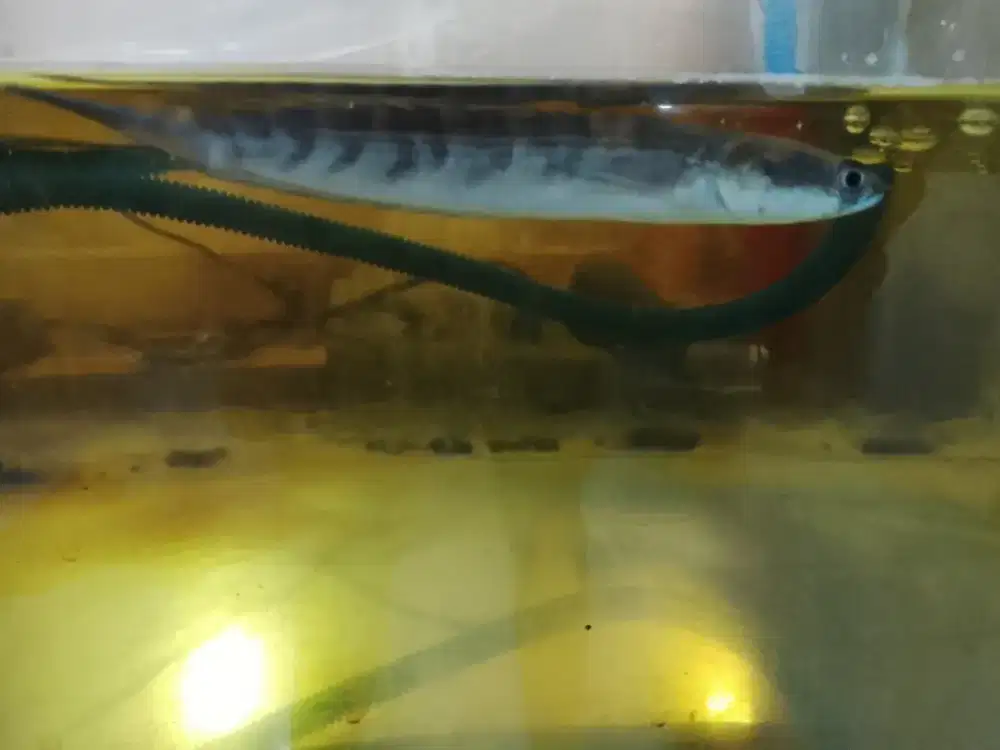 Ikan Channa Sehat
