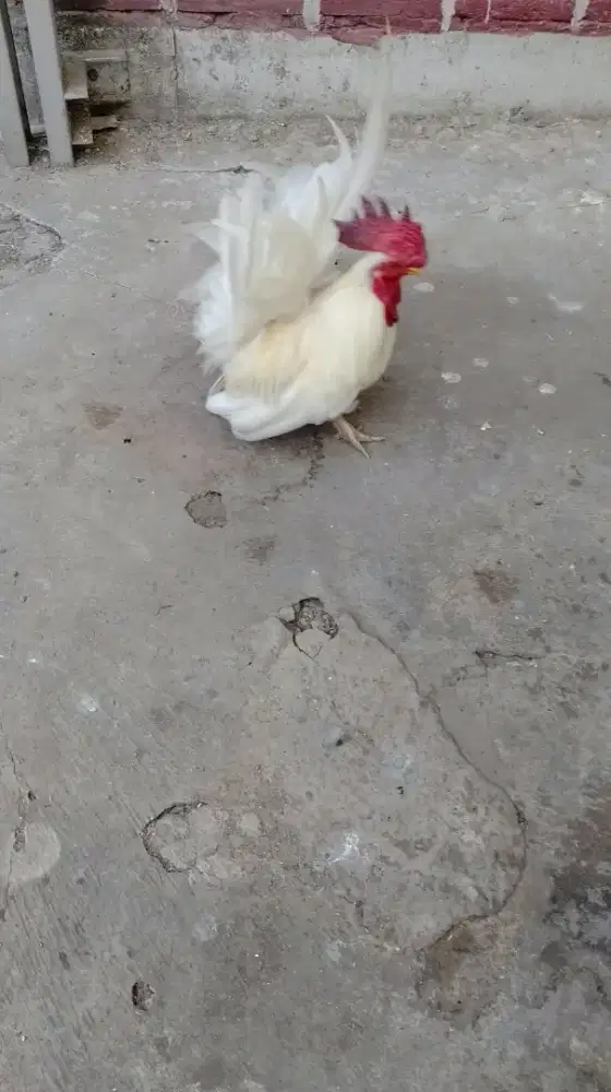 Ayam kate hias mataraman murah