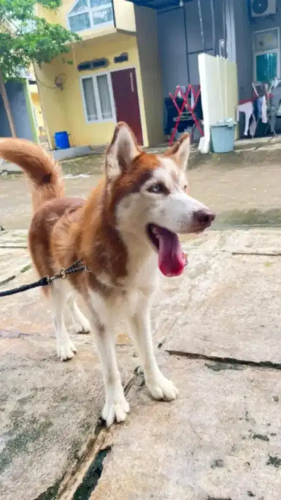 Siberian Husky jantan (Male) 15 bulan .bagus untuk jaga .good characte