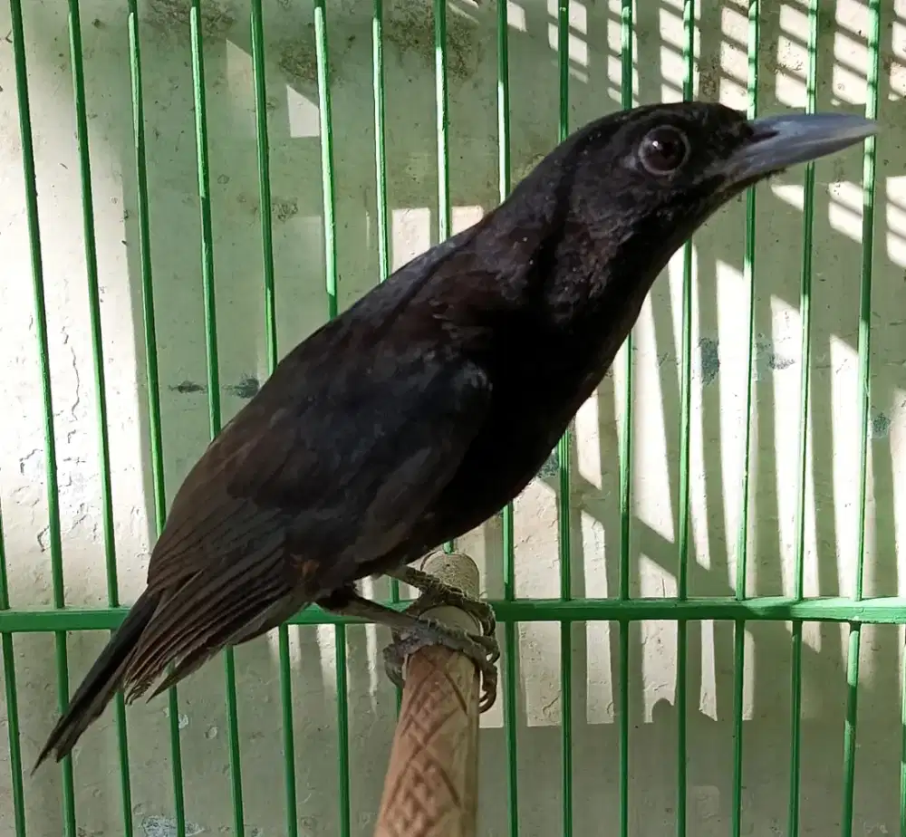 Kepodang hitam hutan