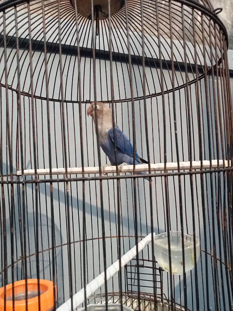 lovebird muda fighter pastel biru volume + masteran murai batu