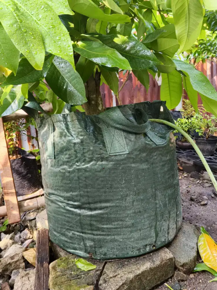 JAMBU AIR GREEN GIANT