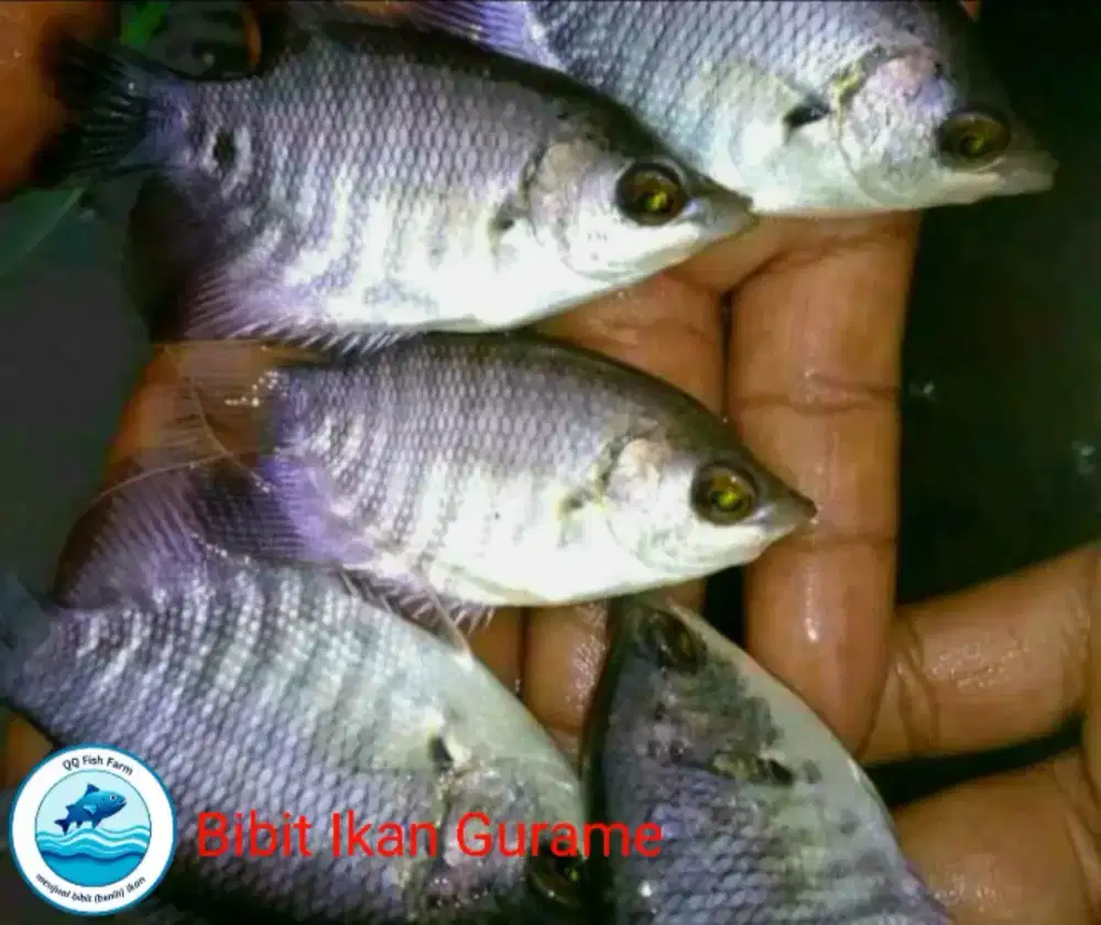 Bibit Gurame dan Gurame padang