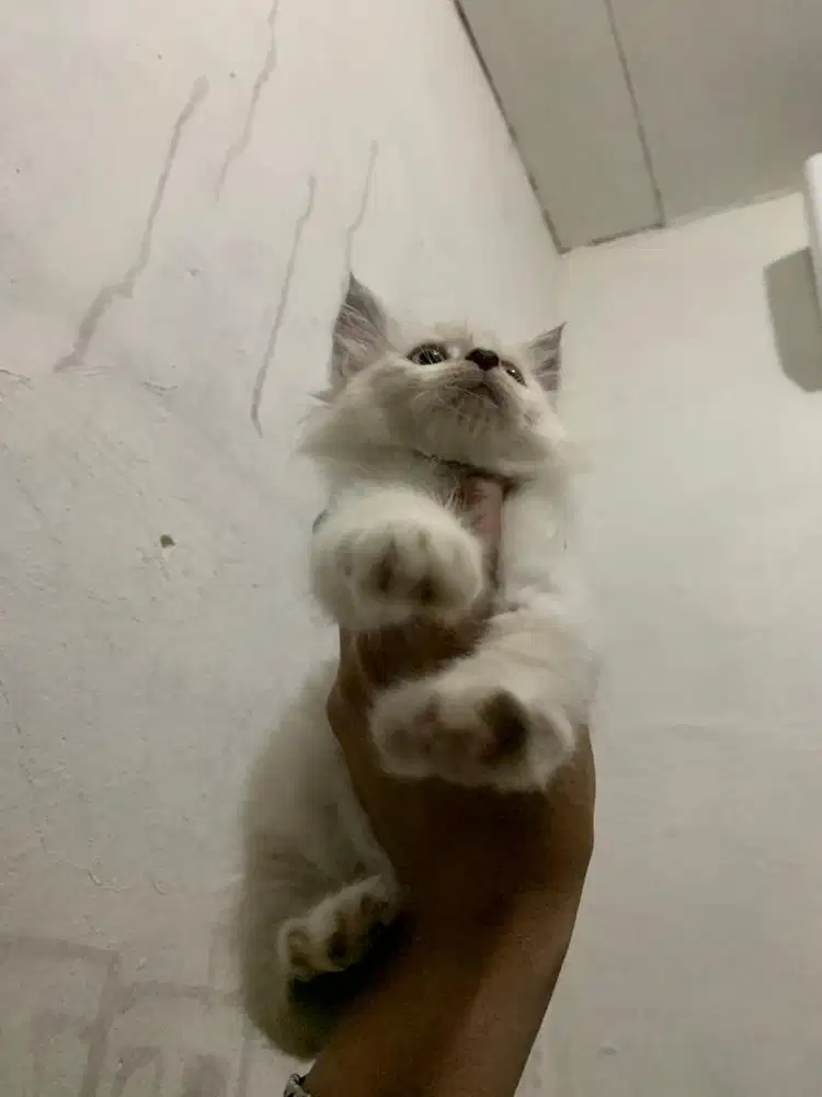 Jual Kucing Himalaya mix Persia