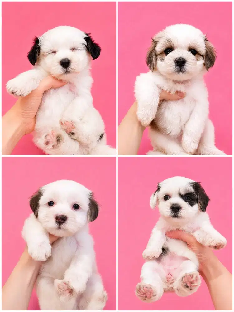 Maltipoo Super Cute Motif Langka
