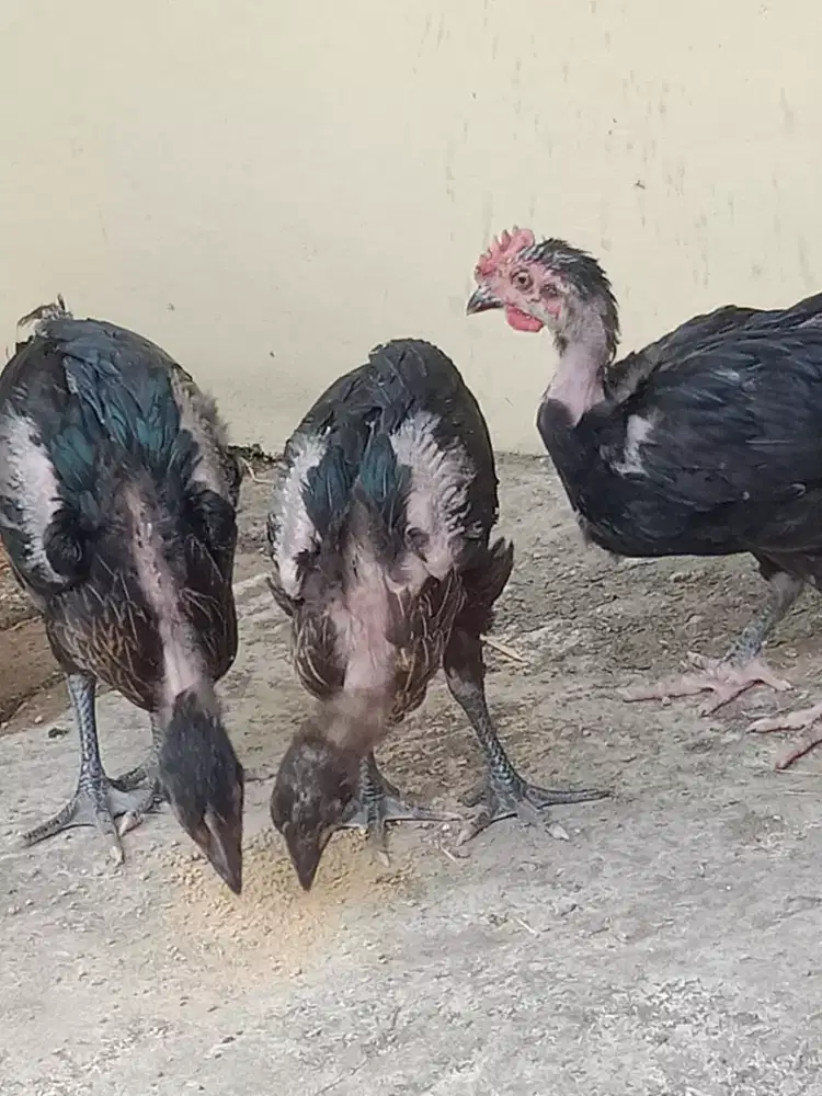 3 ekor anak ayam pelung