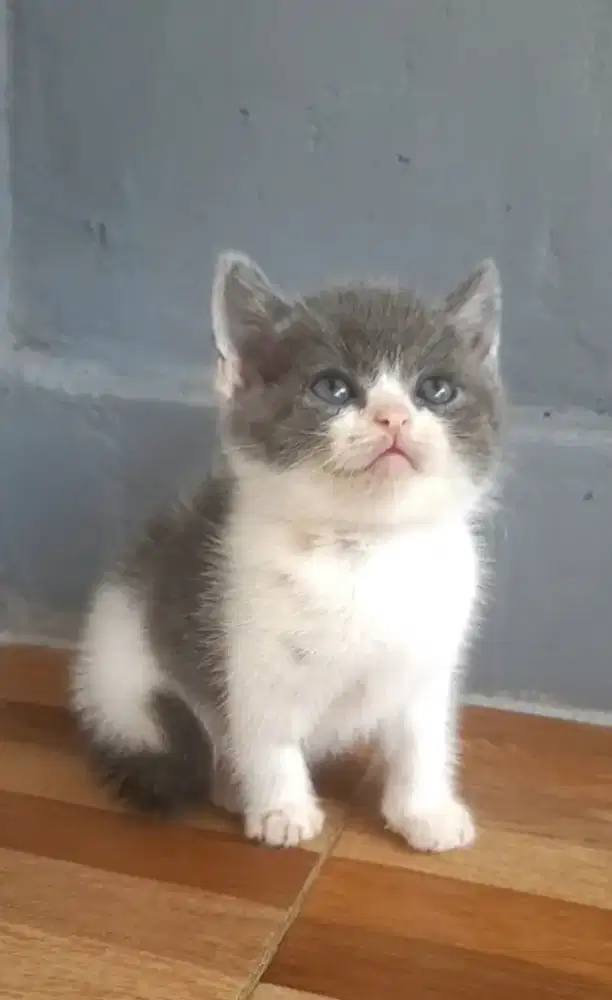 Kitten British shorthair