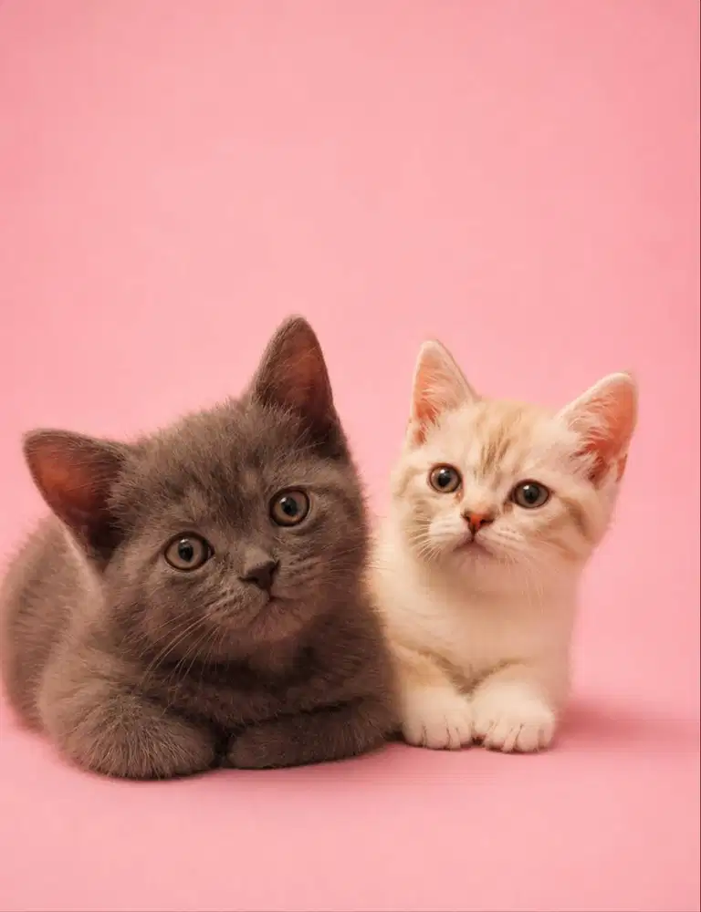 BSH blue Gembul Bloodline Impor