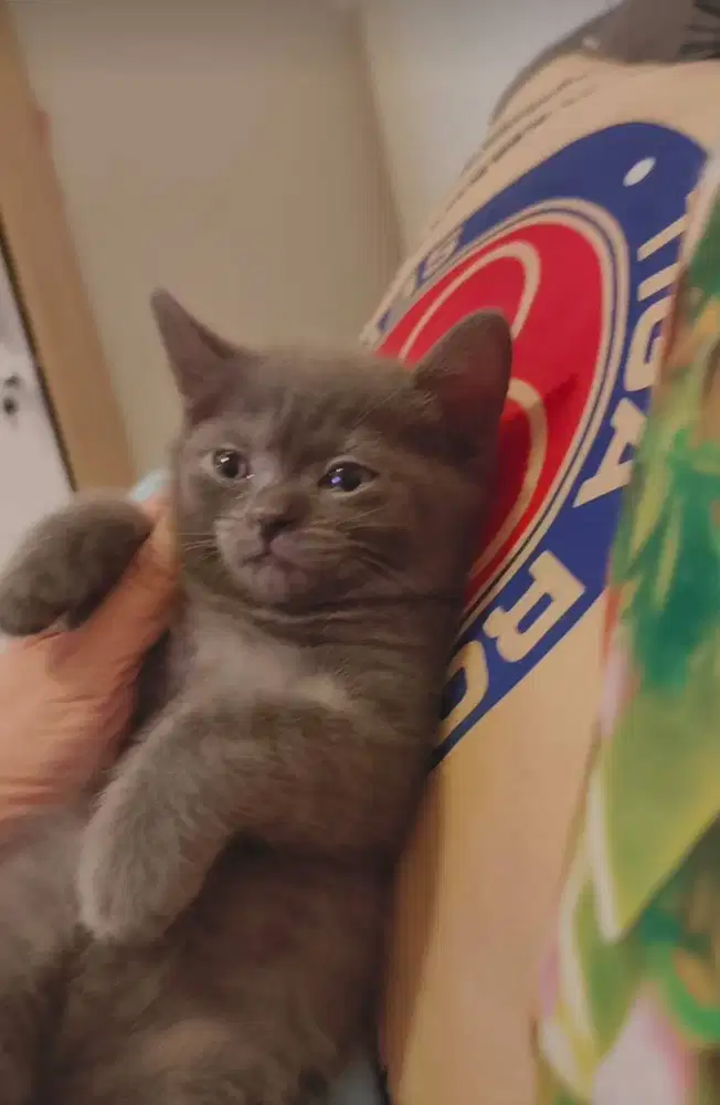 BSH blue Gembul Bloodline Impor