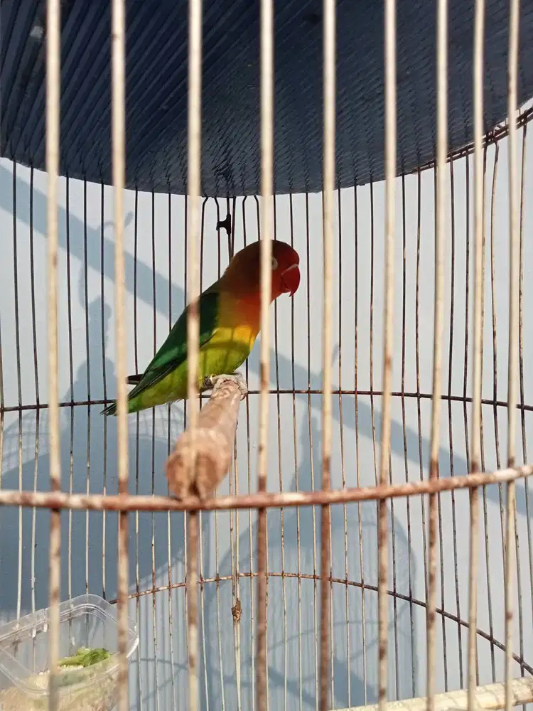 Lovebird muda josan kepala merah full materi burung kecil