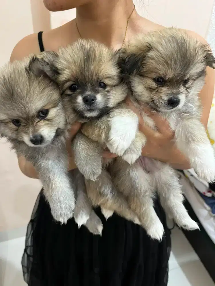 Anak anjing Cihuahua Mixed Pomerian
