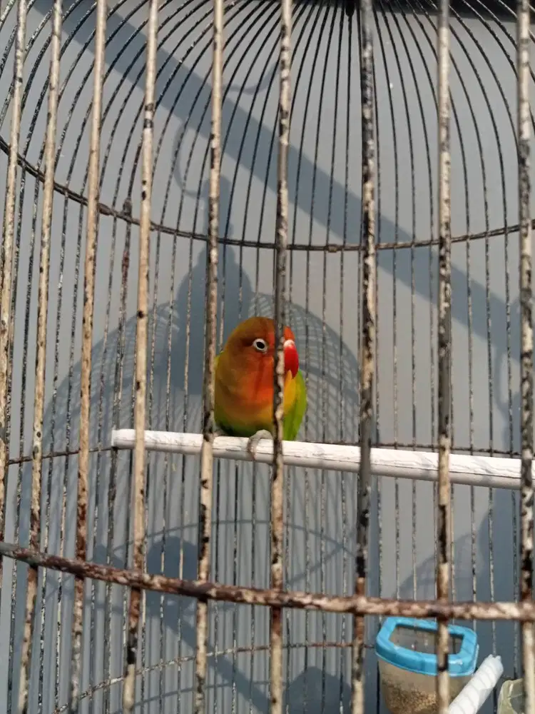 Lovebird kicau istimewa dewasa josan pala merah materi masteran murai