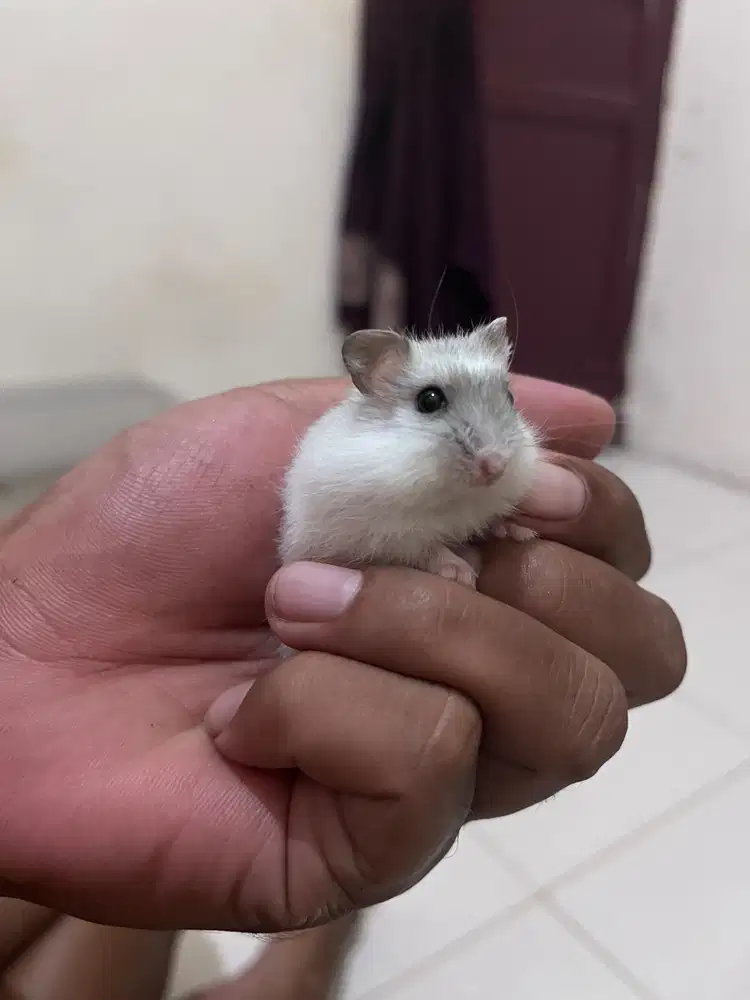 Hamster winter white