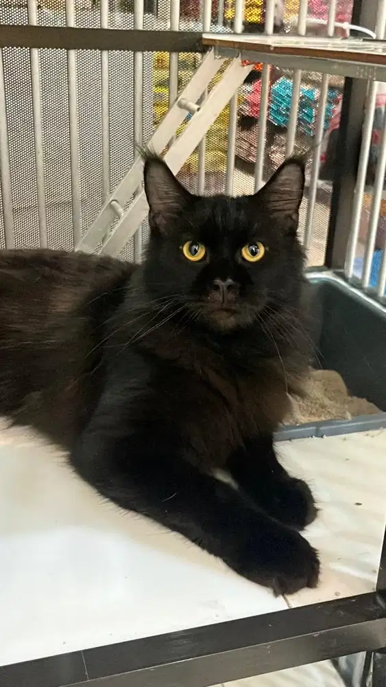 Kucing mainecoon black