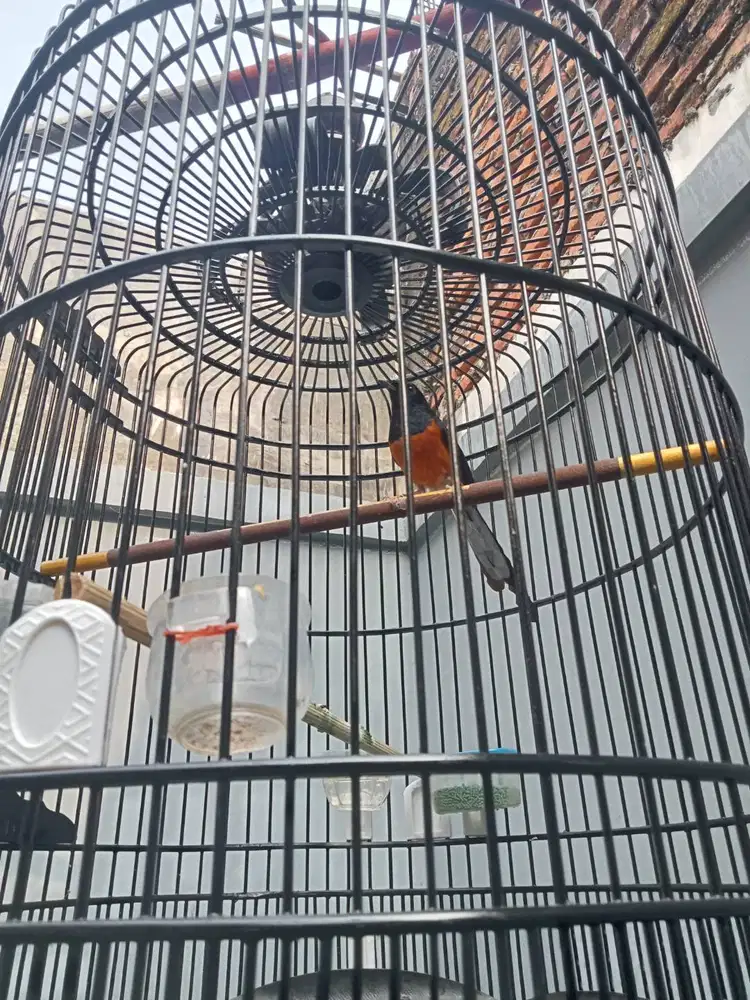 Murai Hutan Gacor fighter 3x mabung jinak sedang