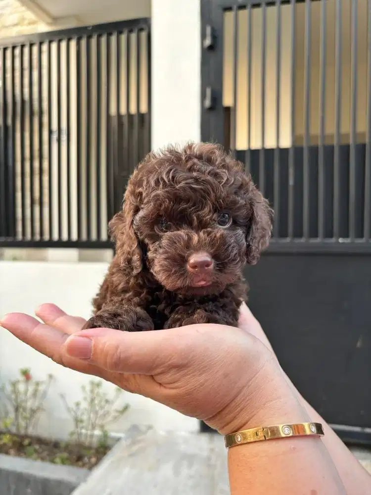 Choco Tiny Poodle Male