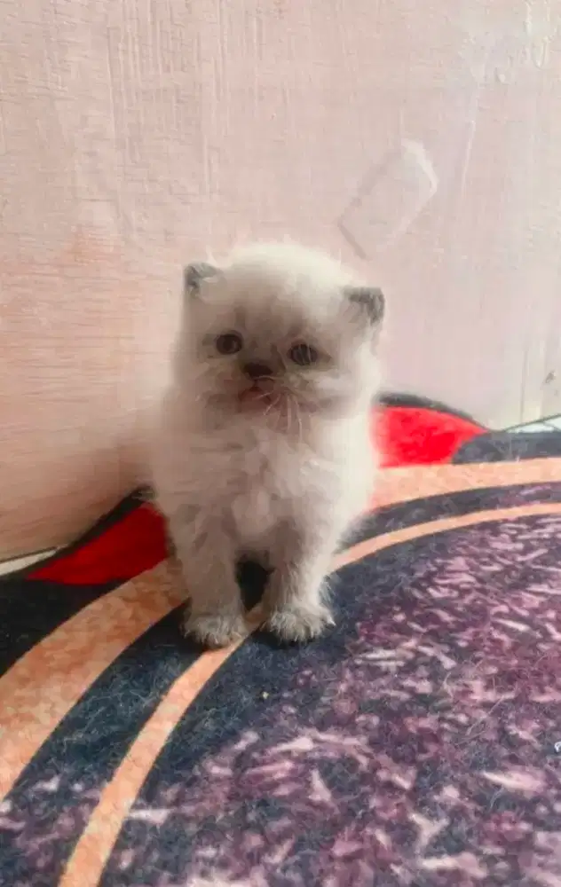 Lepas adopt bsh scottish