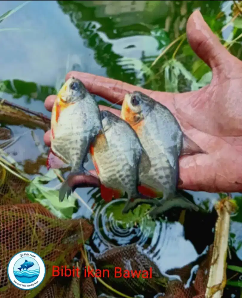 Ikan Bawal dan Mujaer (Nila)