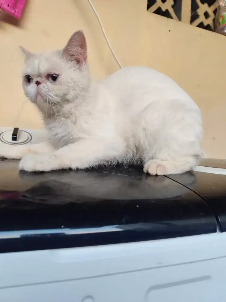 Kucing peaknose exotic