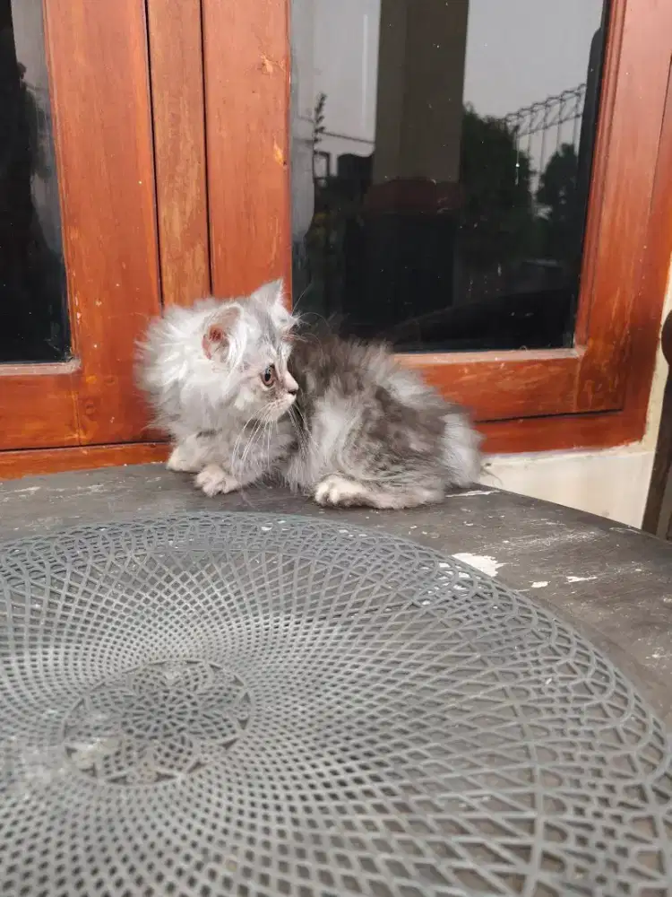 Kucing Munchkin jantan