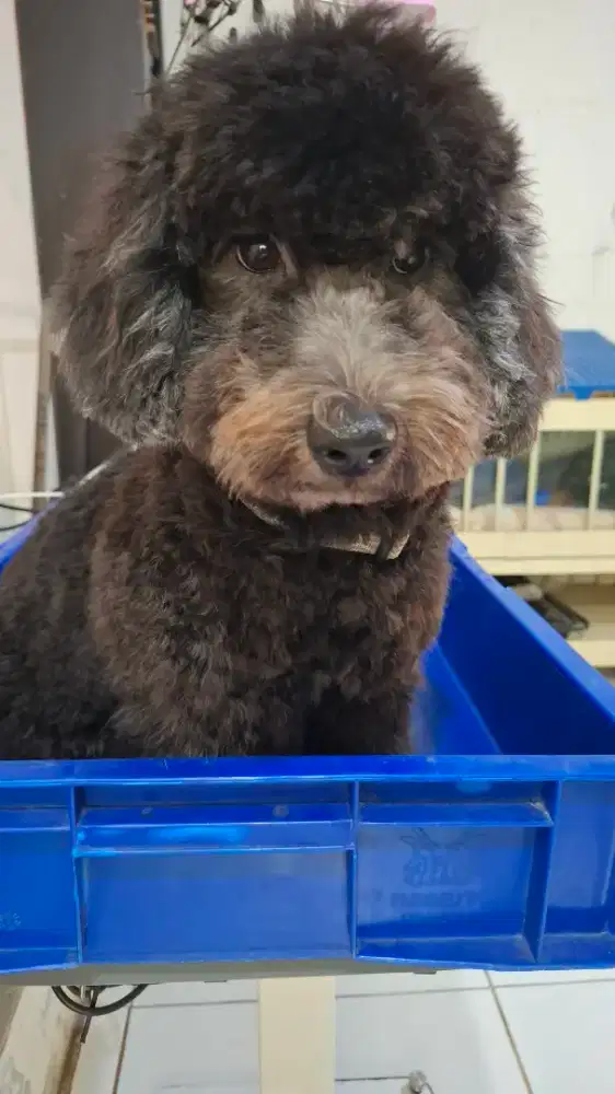 Toy poodle blood merle jantan dark grey